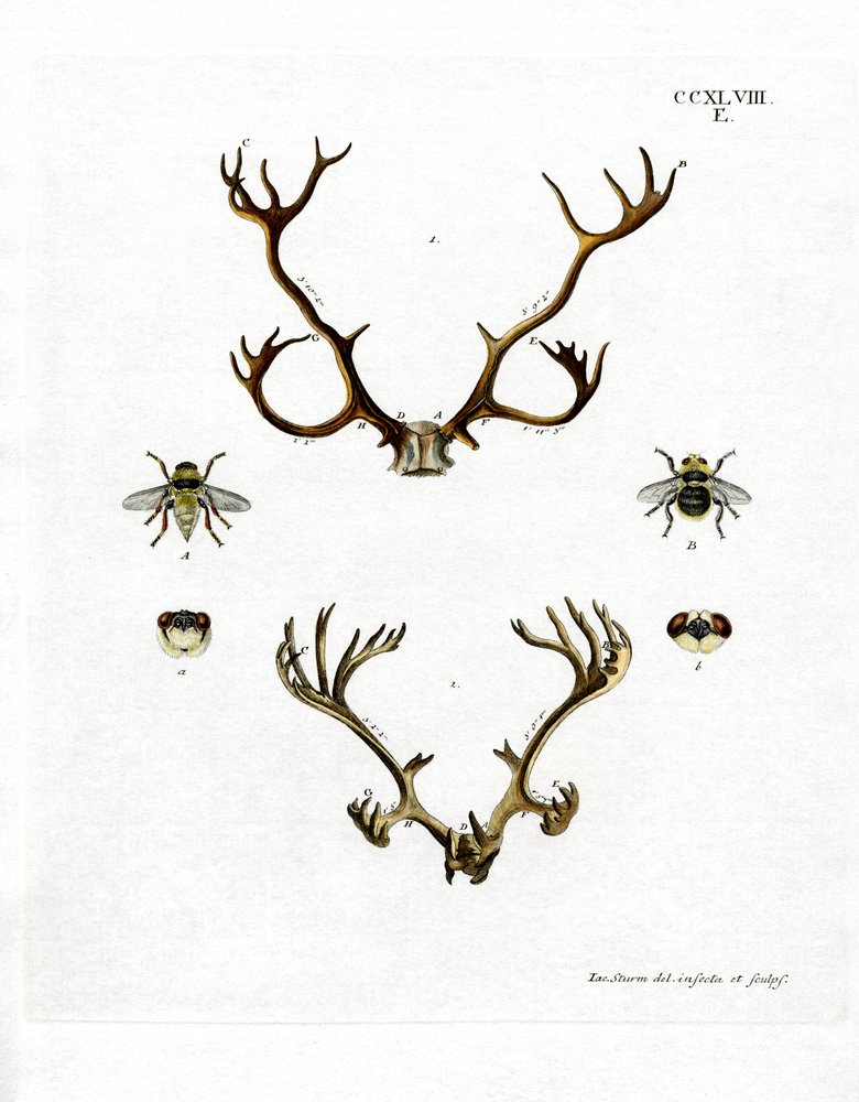 Cheap reindeer antlers online