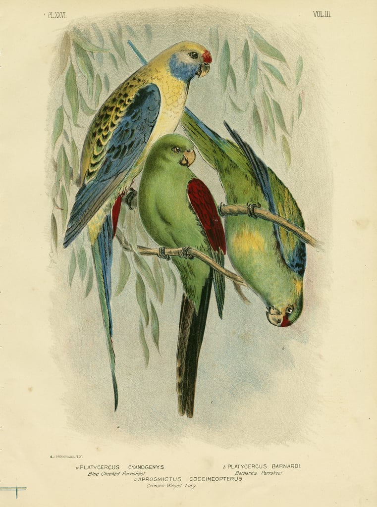 Blue Cheeked Parakeet 1891 by Gracius Broinowski