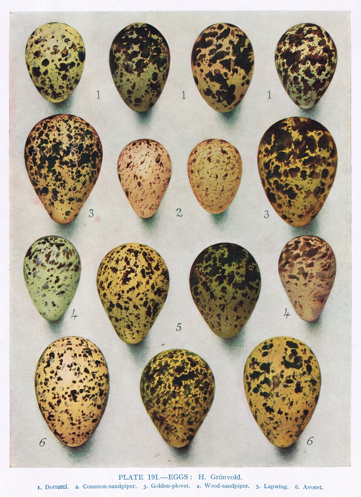 woodcock bird eggs