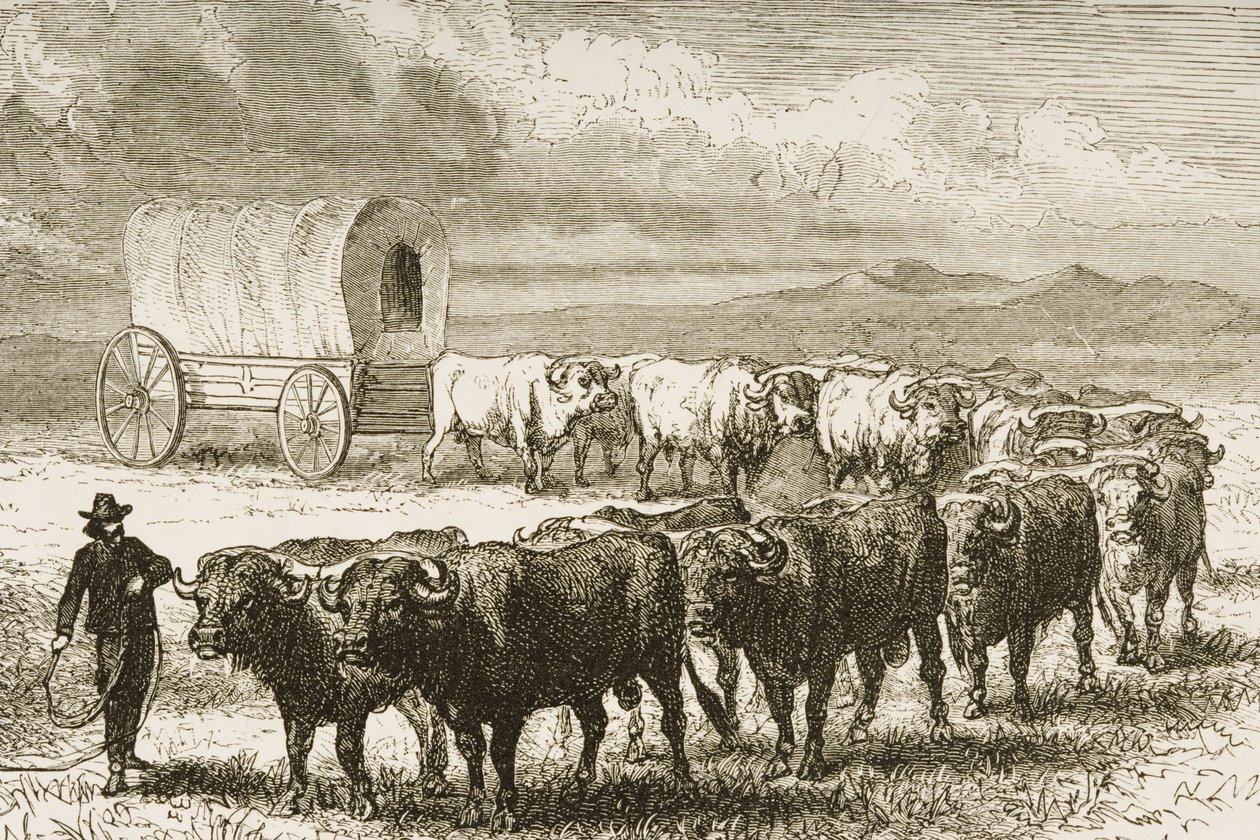 A Bullock Wagon Crossing the Great Plains between St. Louis and Denver, c.1870, from 