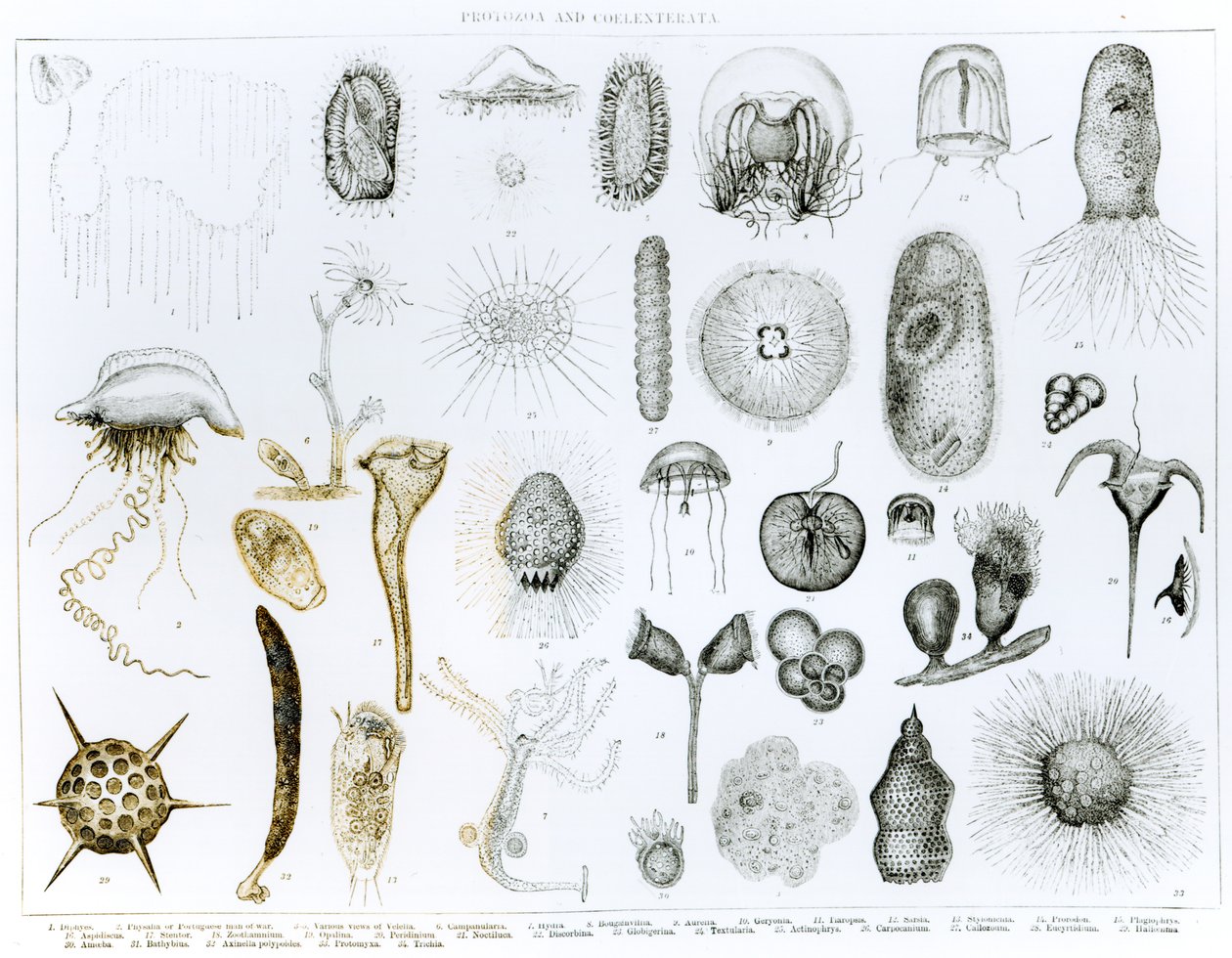 Protozoa and Coelenterata (litho) by English School