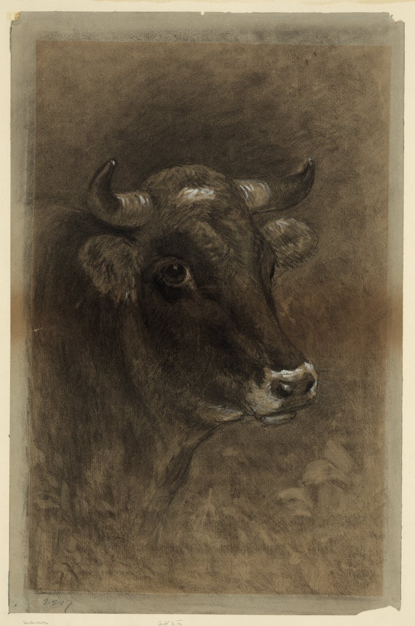 Cow by Unbekannt Unbekannt