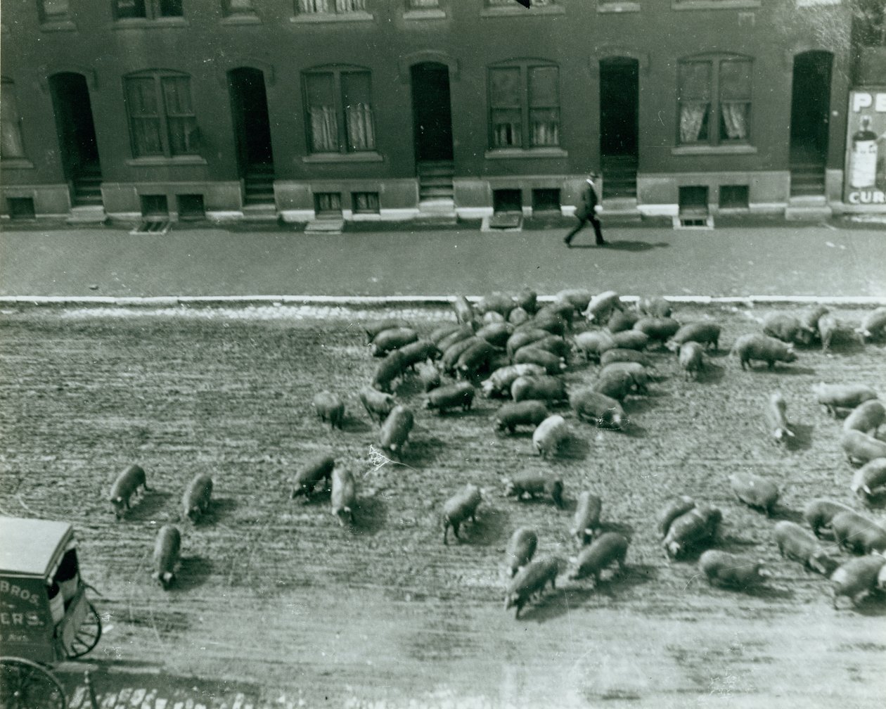Pigs Loose in the Street at Thirteenth and Market Streets by Unknown