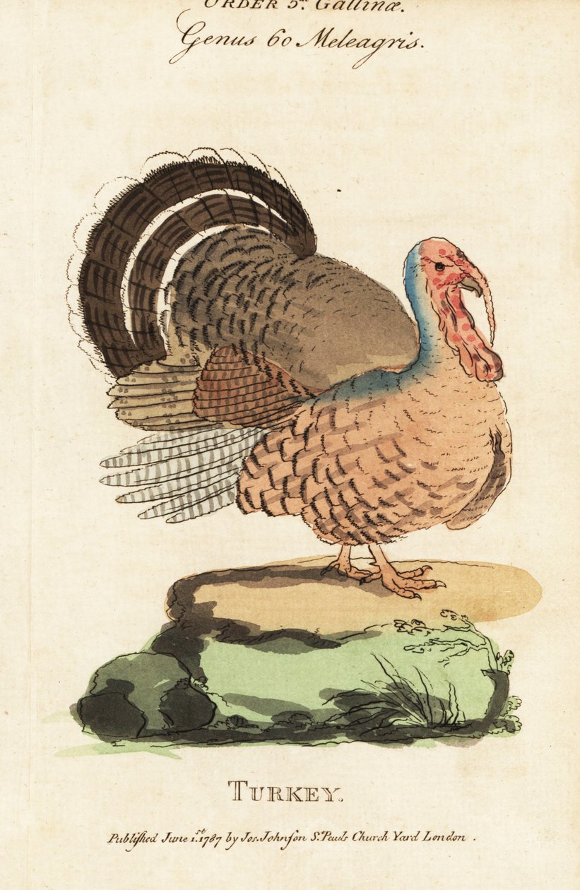 Turkey, Meleagris gallopavo by (after) English School