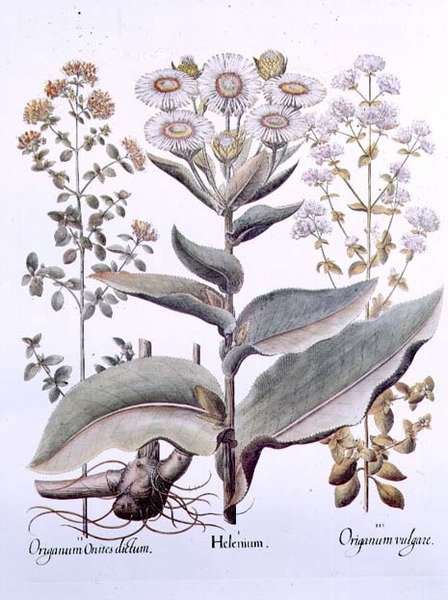 Helenium and Origanum by (after) German School