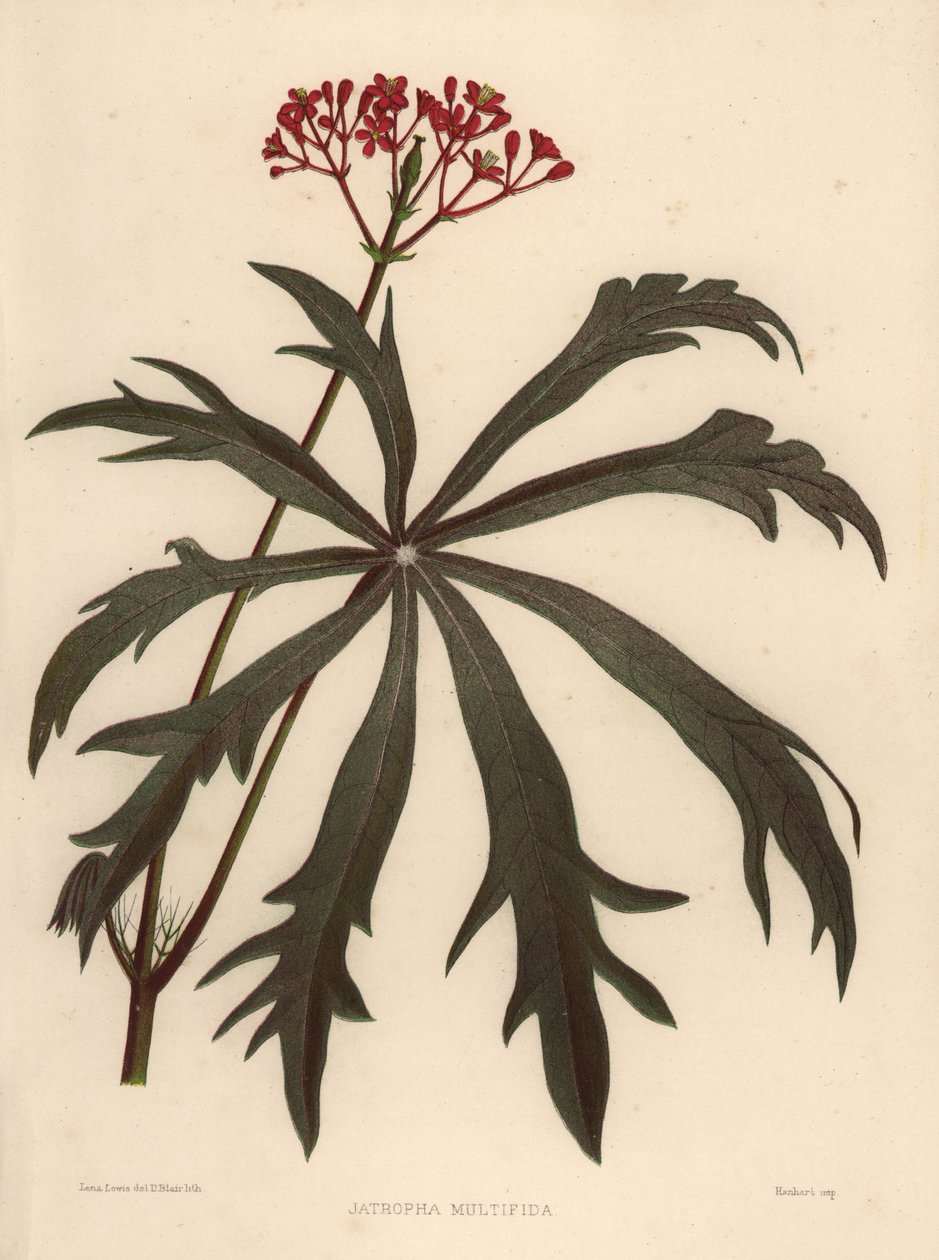 Coralbush, Jatropha Multifida by Unknown