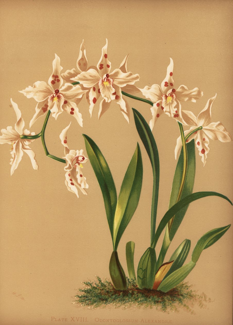 Dancing Lady Orchid, Oncidium Alexandrae by Unknown