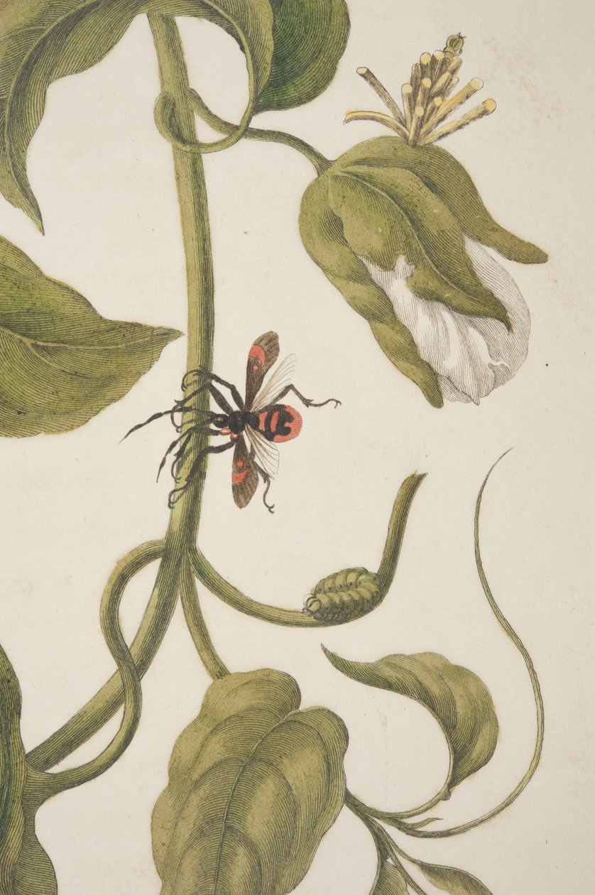 Detail of Plate XXI from Metamorphosis Insectorum Surinamensium by Maria Sibylla Merian, 1705 (detail) by Unknown