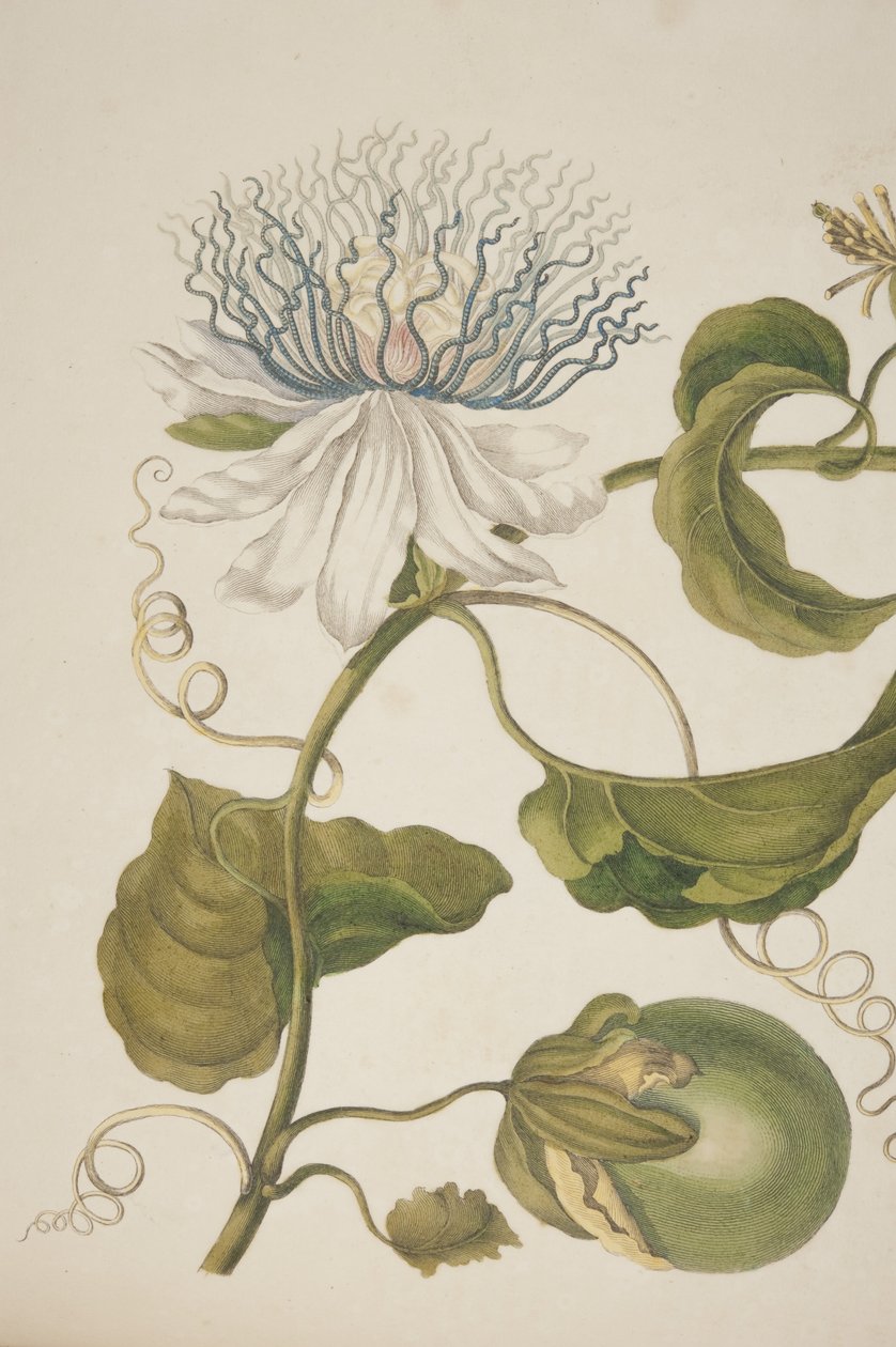 Detail of Plate XXI from Metamorphosis Insectorum Surinamensium by Maria Sibylla Merian, 1705 (detail) by Unknown