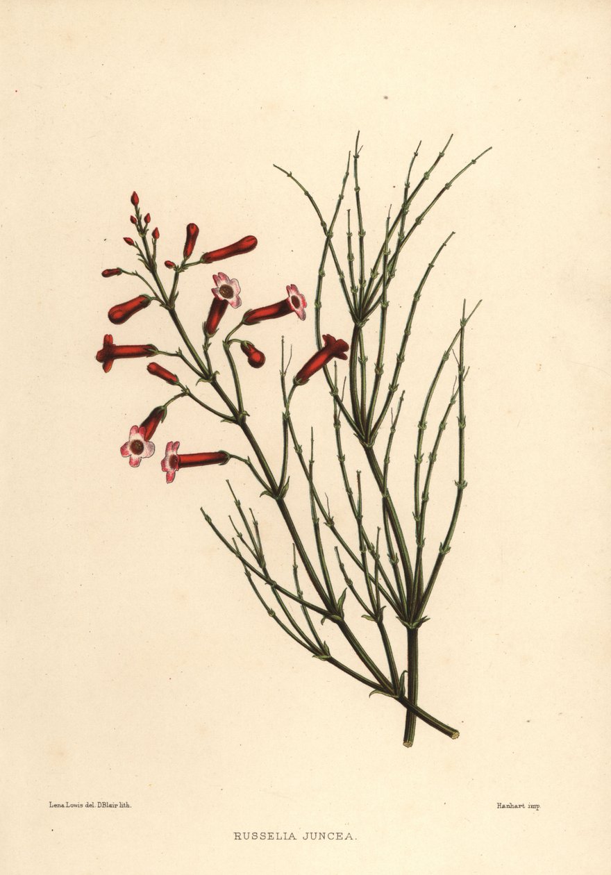 Fountainbush or Firecracker Plant, Russelia Equisetiformis by Unknown