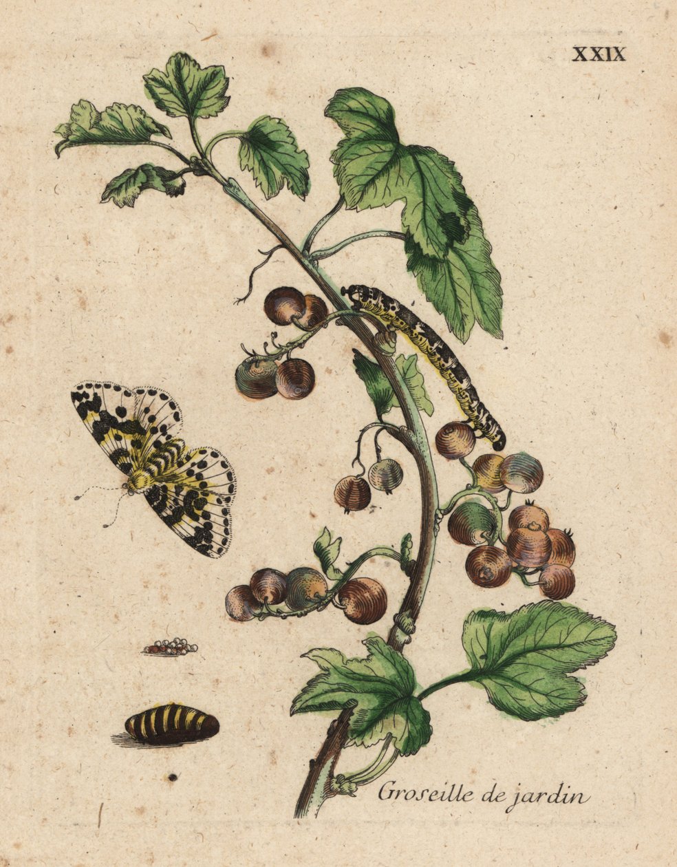 Gooseberry Plant, Ribes Uva-Crispa with Moth, Caterpillar and Pupa, Plate XXIX by Unknown