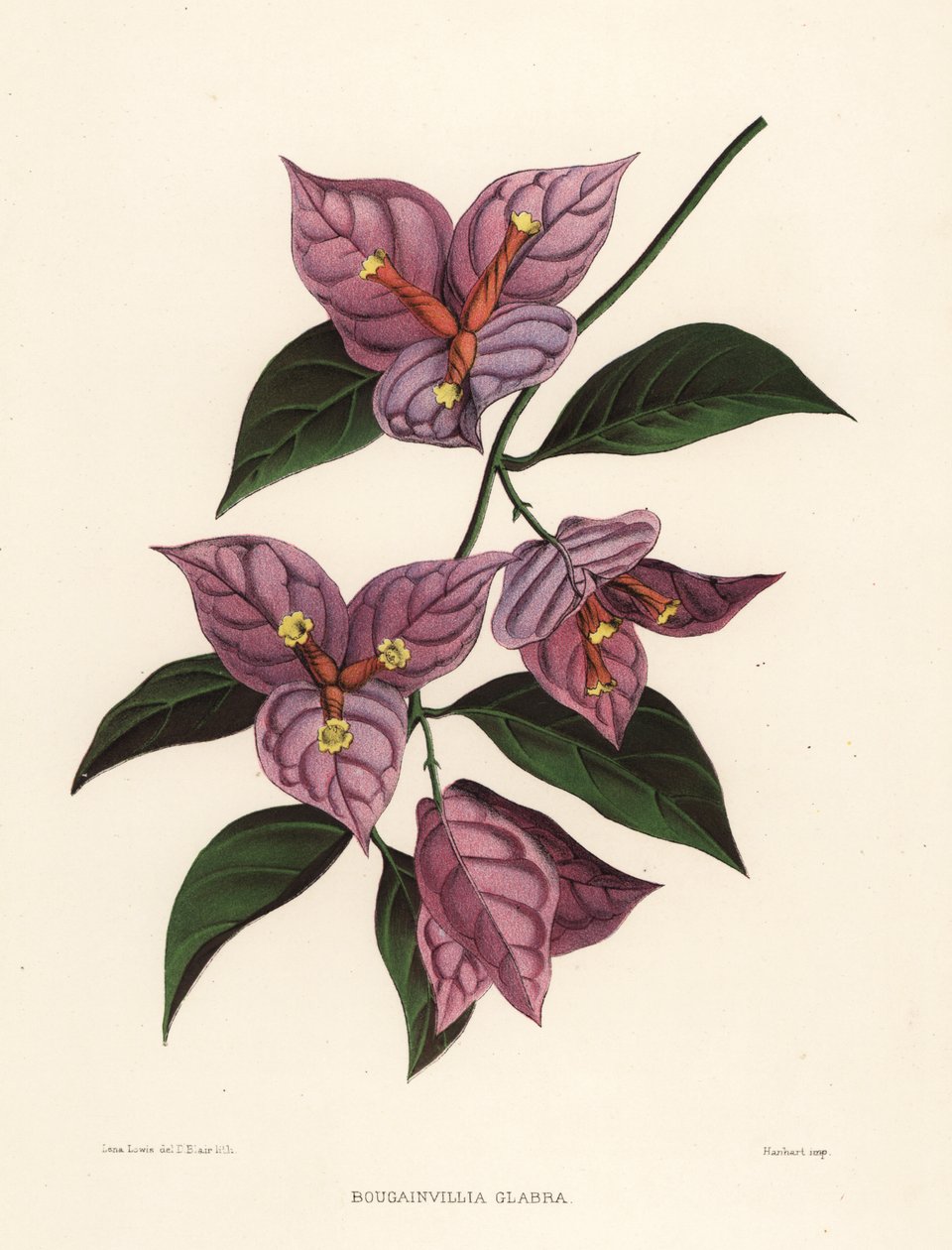 Lesser Bougainvillea or Paperflower, Bougainvillea Glabra by Unknown