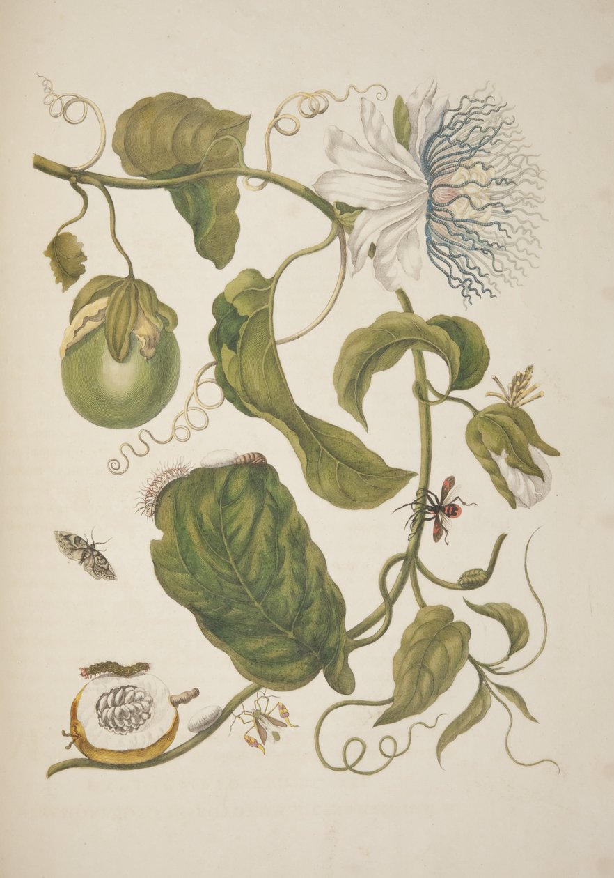 Plate XXI from Metamorphosis Insectorum Surinamensium by Maria Sibylla Merian, 1705 by Unknown