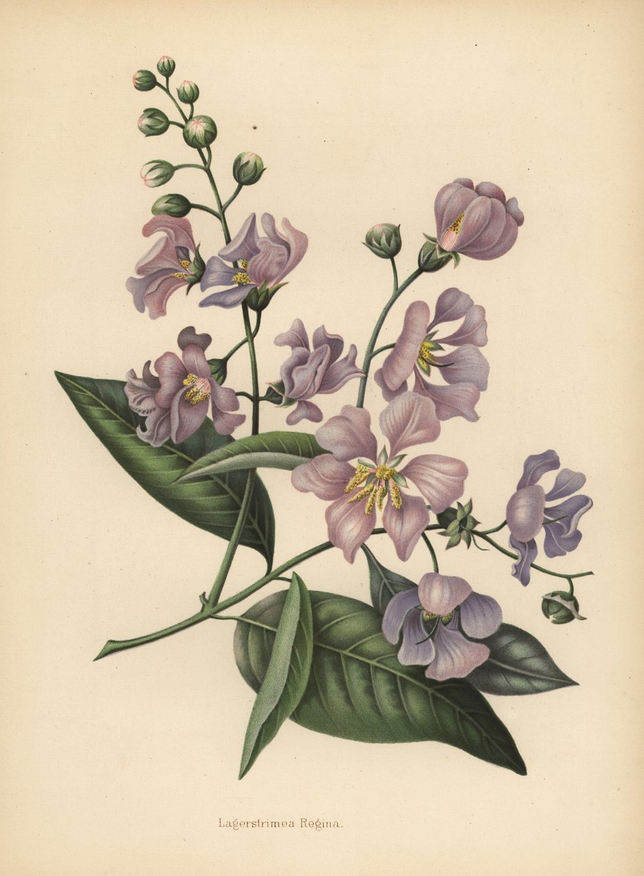 Pride of India Giant or Crepe-Myrtle, Lagerstroemia Speciosa by Unknown