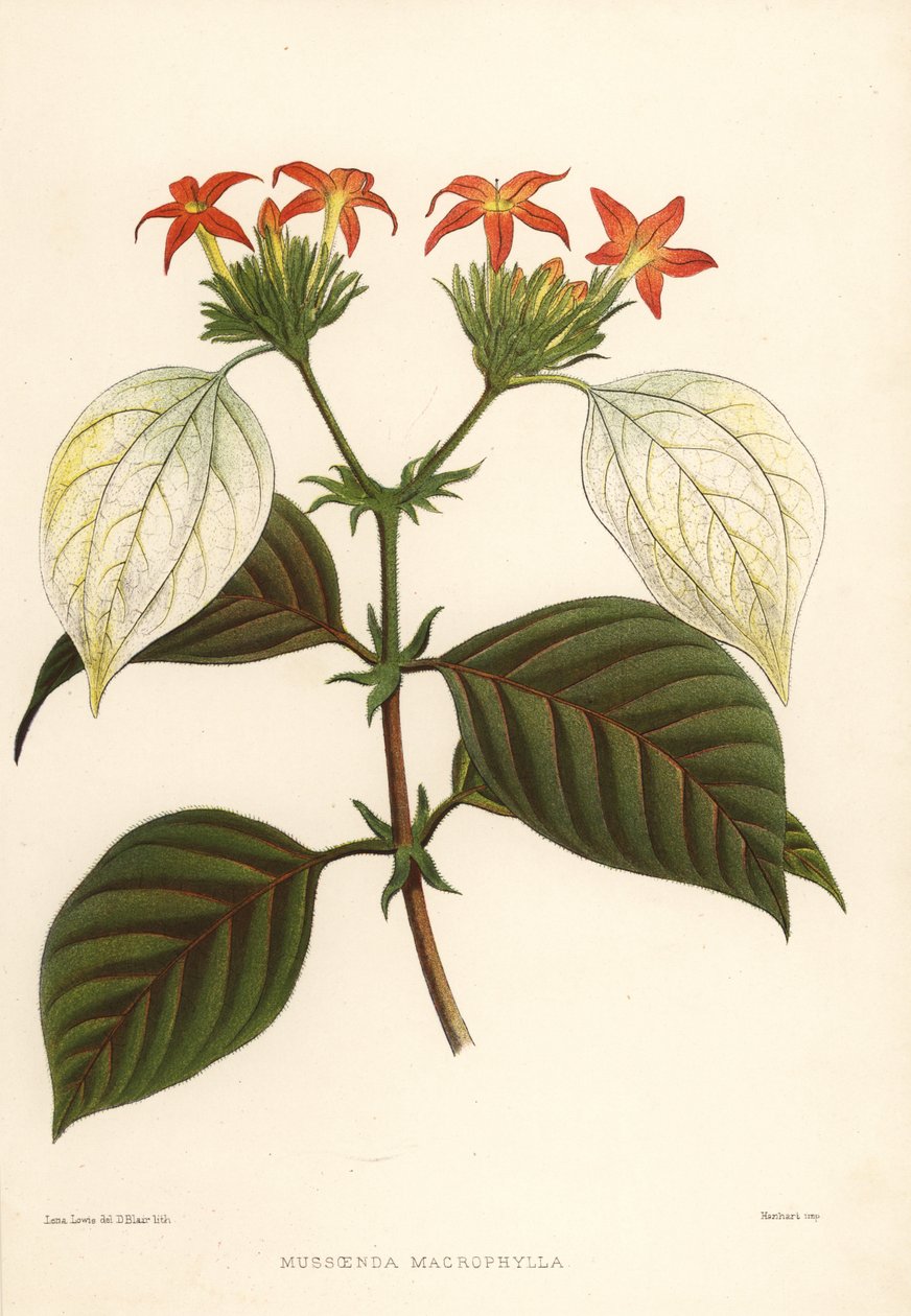 Sweet Root, Mussaenda Macrophylla by Unknown