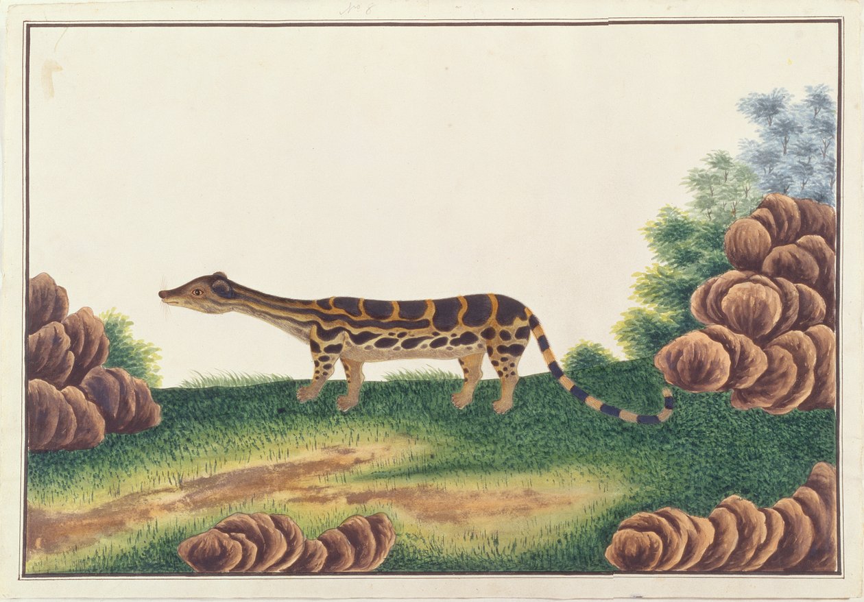 Banded Linsang, from Drawings of Animals, Insects and Reptiles from Malacca by Chinese School