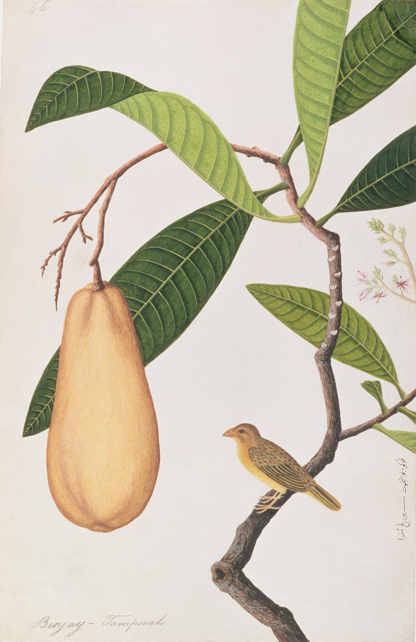Baya Weaver, from Drawings of Birds from Malacca, c.1805-18 by Chinese School