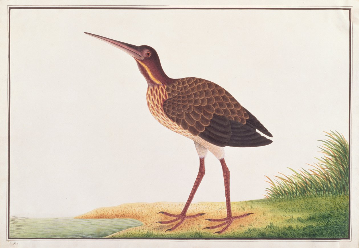 Black Bittern, from Drawings of Birds from Malacca, c.1805-18 by Chinese School