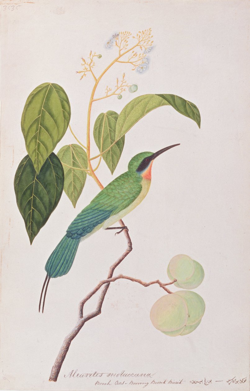 Blue-tailed Bee-eater, from Drawings of Birds from Malacca by Chinese School