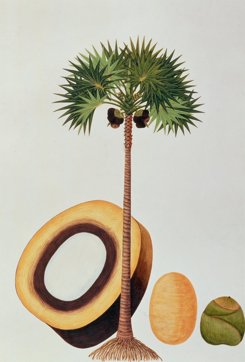Booah Lontar or Palmyra Borassus, from Drawings of Plants from Malacca, c.1805-18 by Chinese School