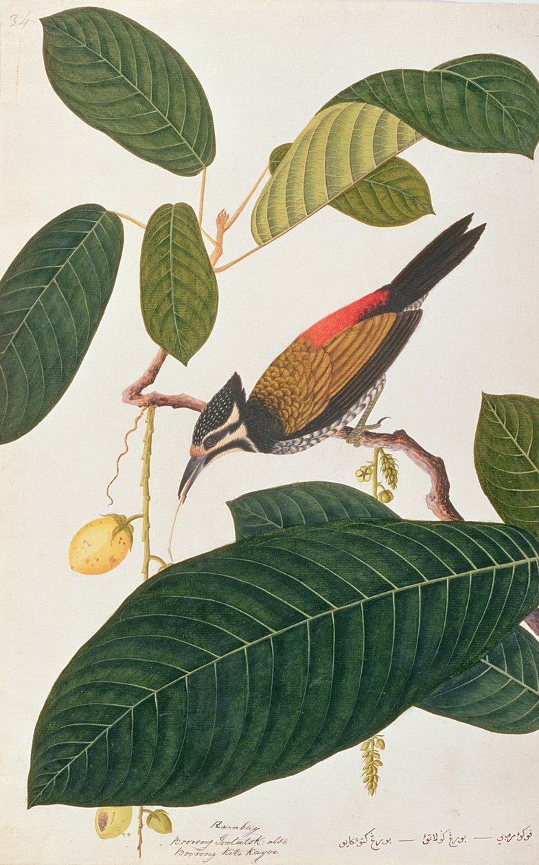 Common Goldenback, from Drawings of Birds from Malacca, c.1805-18 by Chinese School