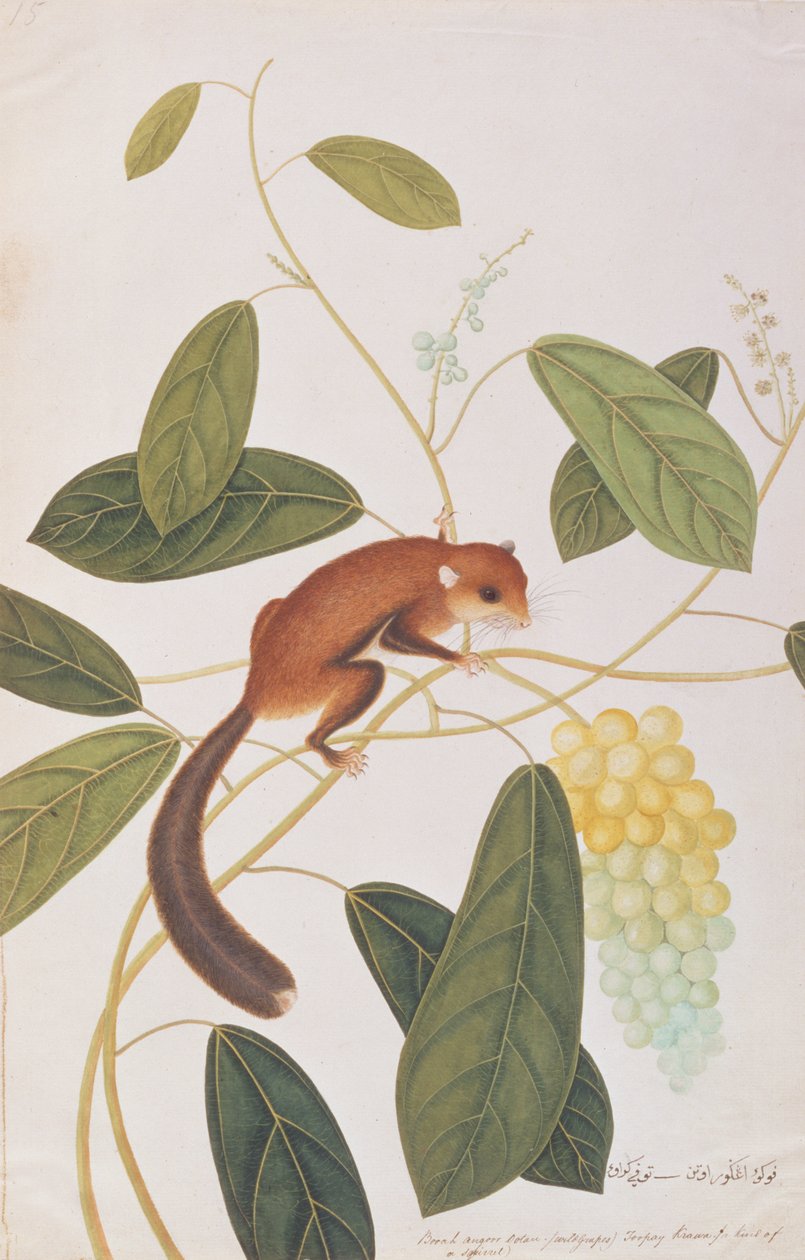 Grey-cheeked Flying Squirrel, from Drawings of Animals, Insects and Reptiles from Malacca by Chinese School