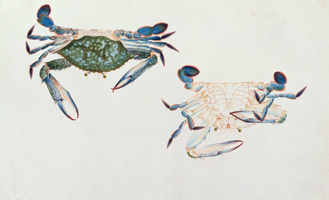 Ketam Rinyong, from Drawings of Animals, Insects and Reptiles from Malacca by Chinese School