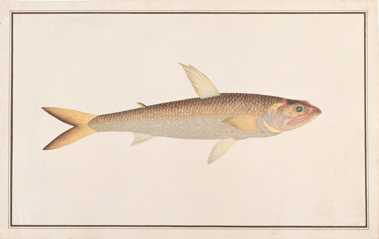 Lizardfish, from Drawings of Fishes from Malacca, c.1805-18 by Chinese School
