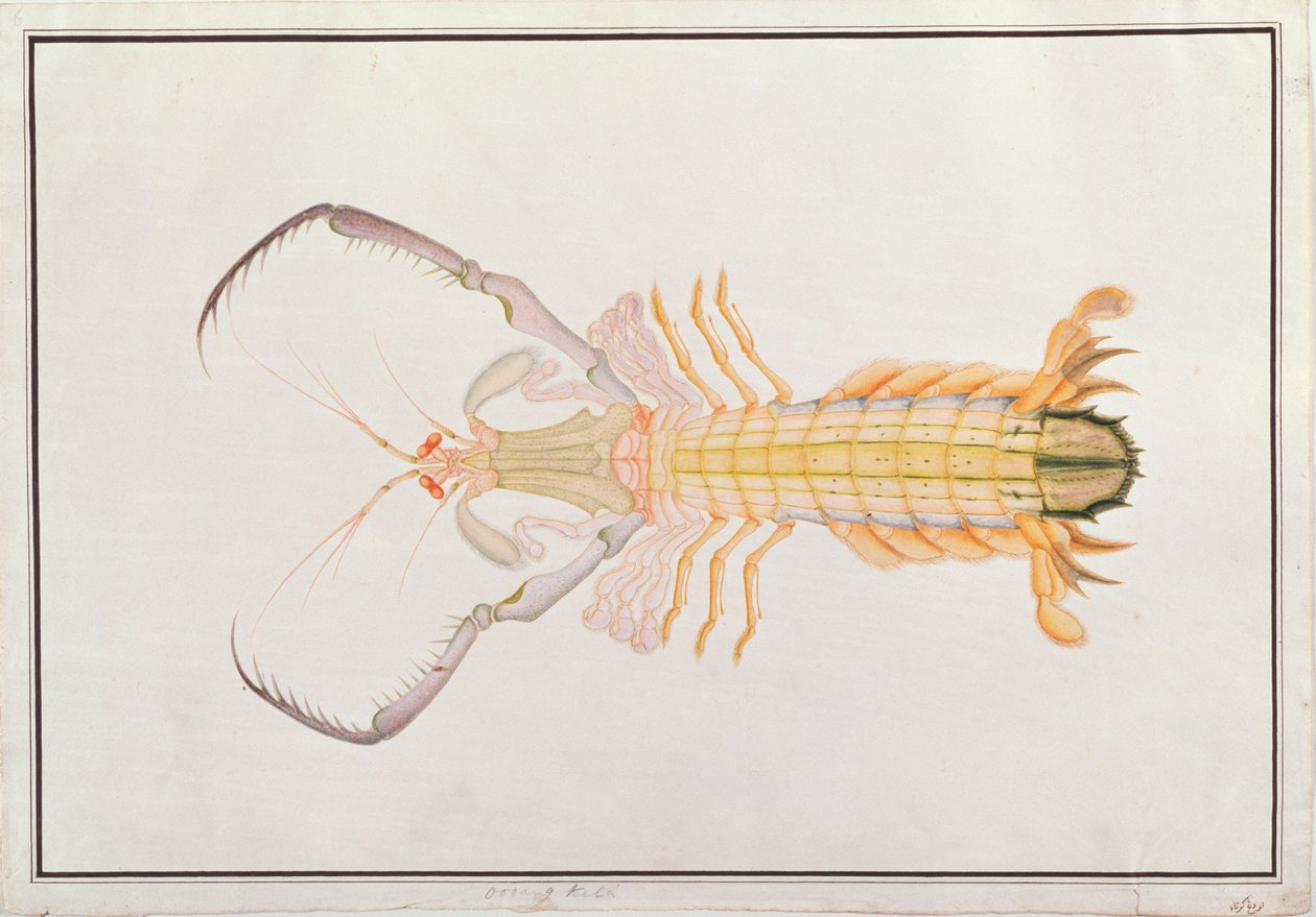Mantis Shrimp, from Drawings of Animals, Insects and Reptiles from Malacca by Chinese School