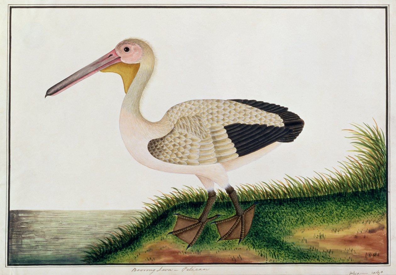 Pelican, Boorong Java, from Drawings of Birds from Malacca, c.1805-18 by Chinese School