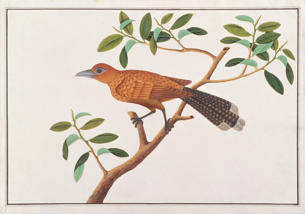 Raffles Malkoha, from Drawings of Birds from Malacca, c.1805-18 by Chinese School