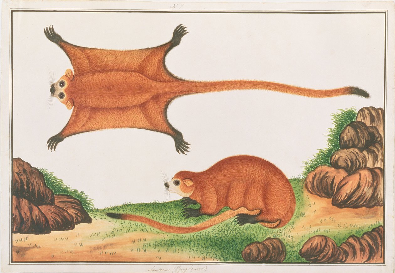 Red Giant Flying Squirrel, from Drawings of Animals, Insects and Reptiles from Malacca, c.1805-18 by Chinese School