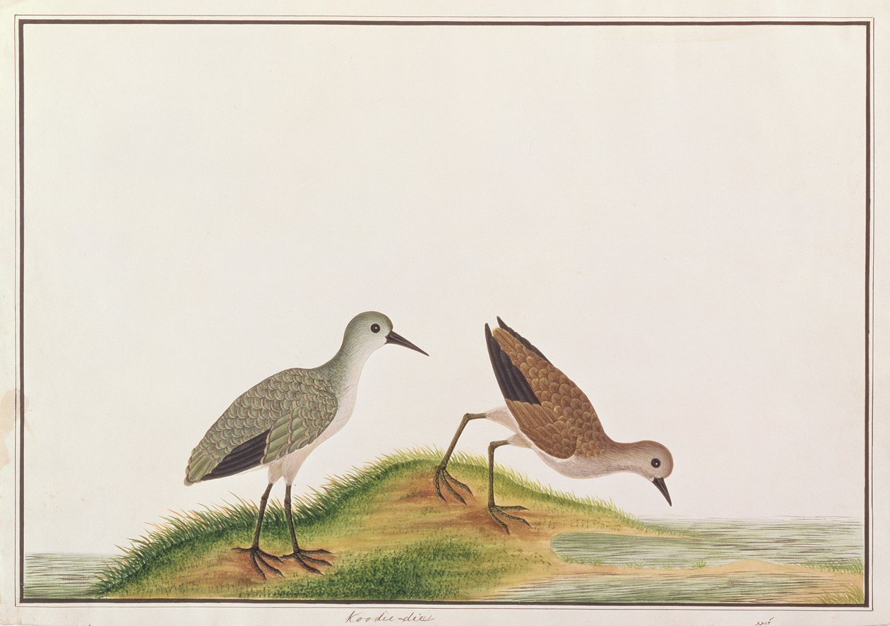 Sandpiper, from Drawings of Birds from Malacca by Chinese School