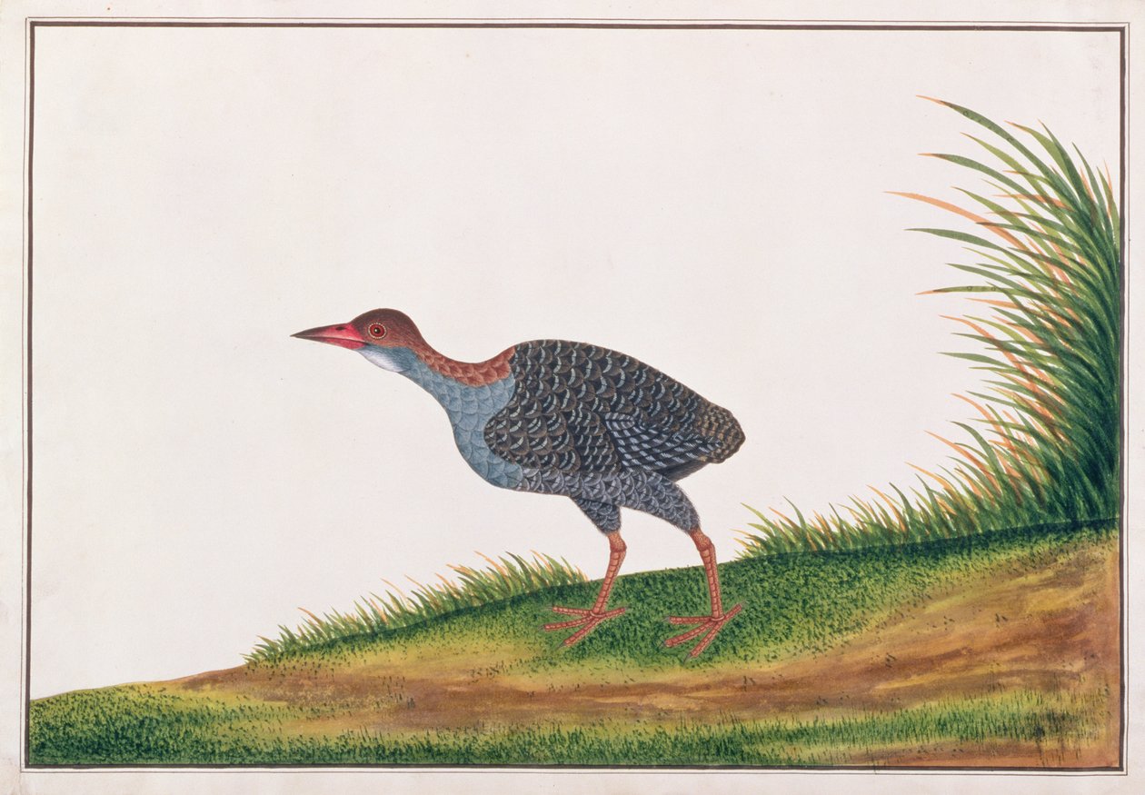 Slaty-breasted Rail, from Drawings of Birds from Malacca by Chinese School