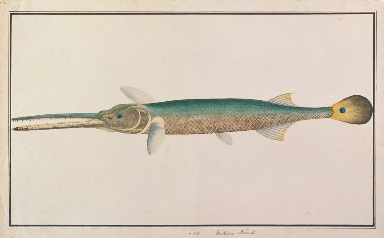 Spottail Needlefish, from Drawings of Fishes from Malacca, c.1805-18 by Chinese School