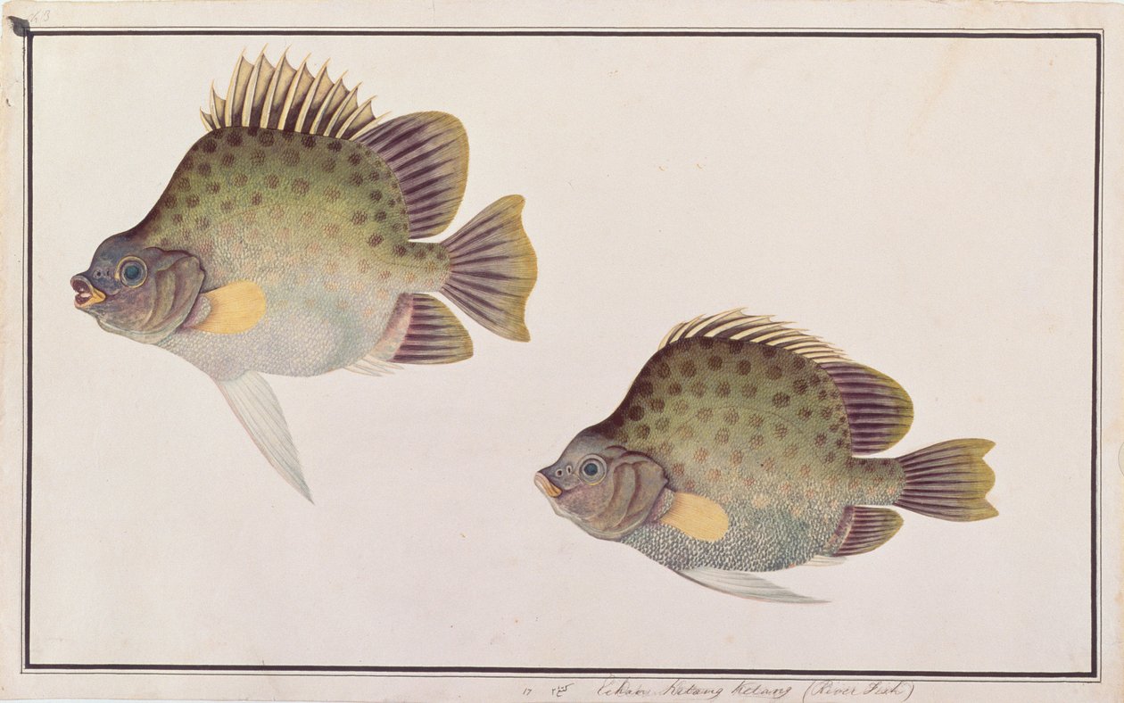 Spotted Scat, from Drawings of Fishes from Malacca, c.1805-18 by Chinese School