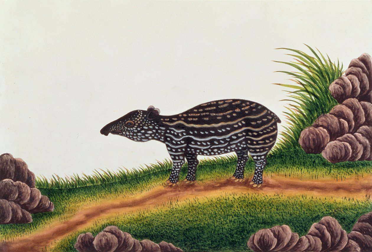 Young Tapir of Malacca, from Drawings of Animals, Insects and Reptiles from Malacca by Chinese School