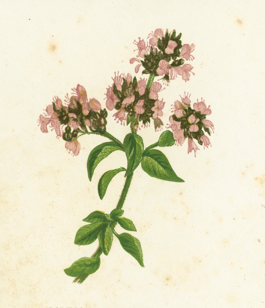 Common Marjoram, Origanum Vulgare by English School