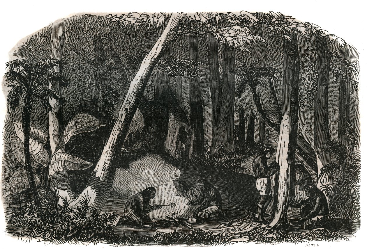 Harvesting of rubber in the forests of Brazil by French School