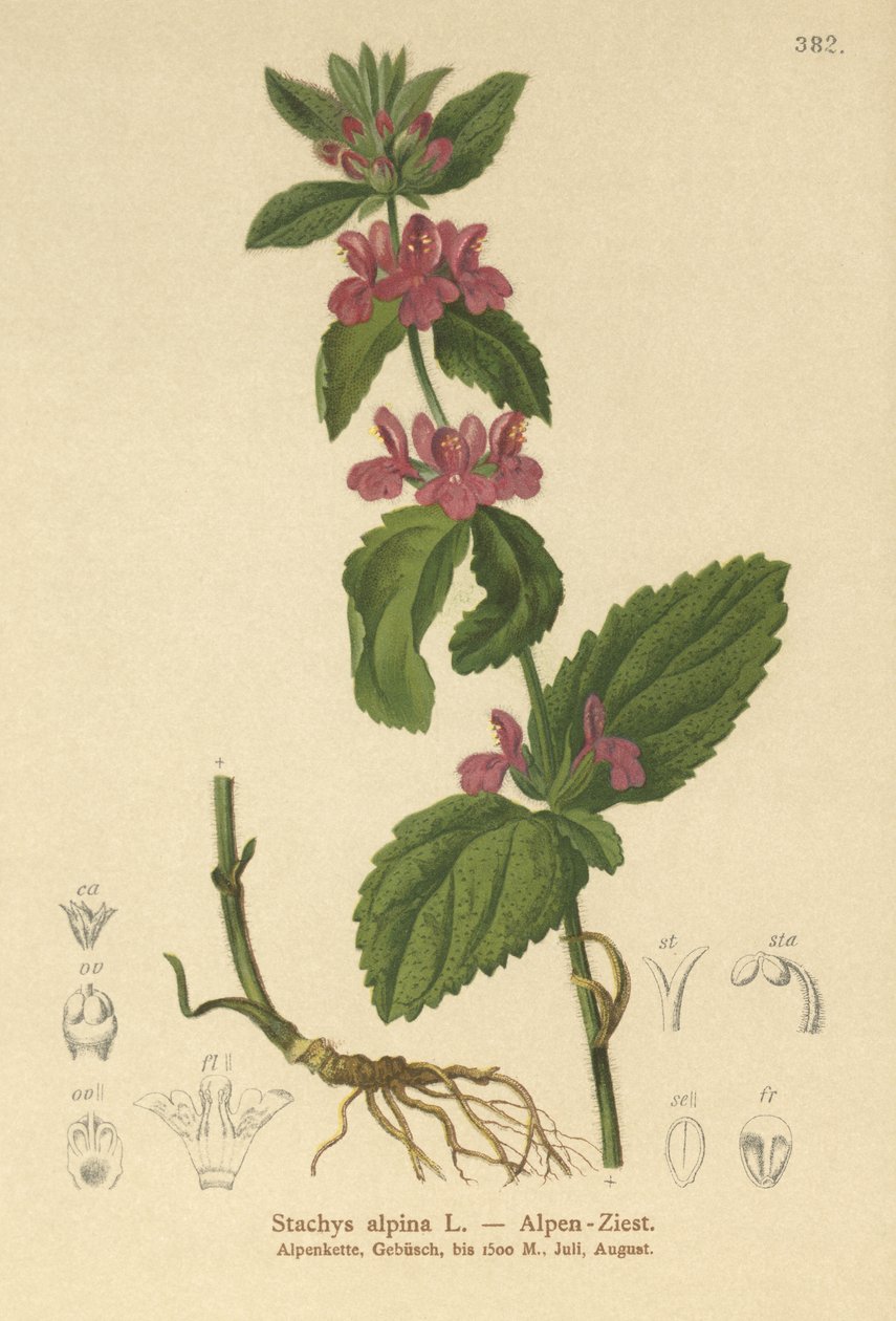 Alpine Woundwort by German School