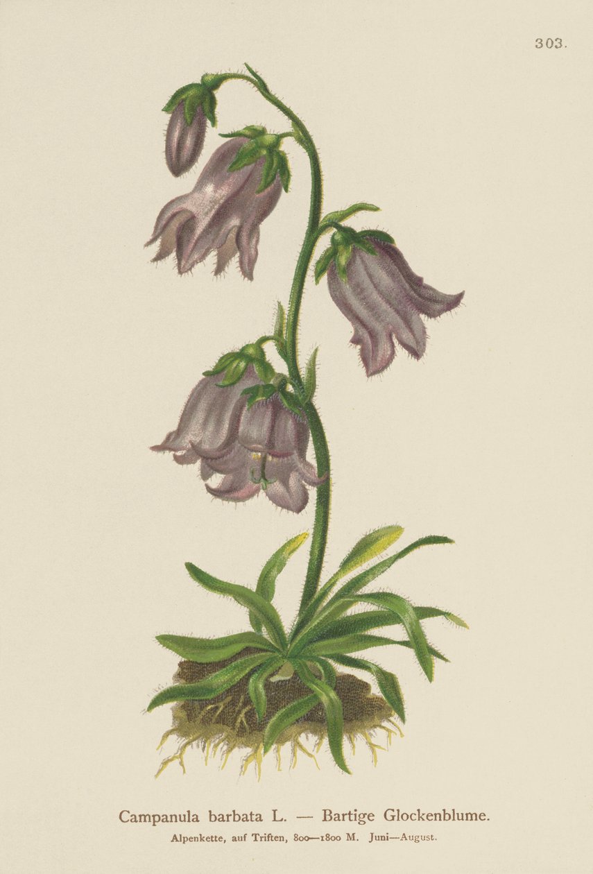 Bearded Bellflower by German School