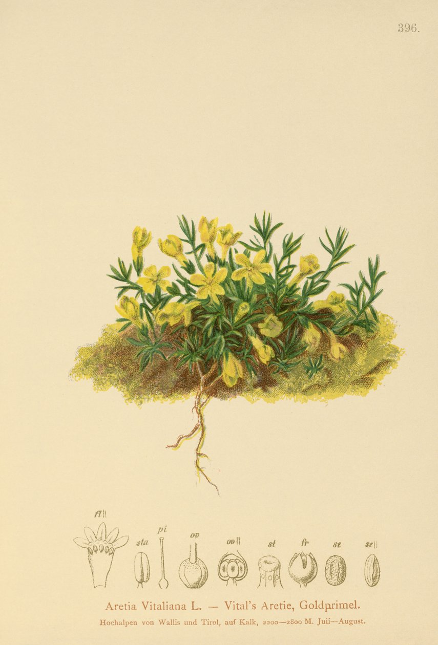 Golden Primrose by German School
