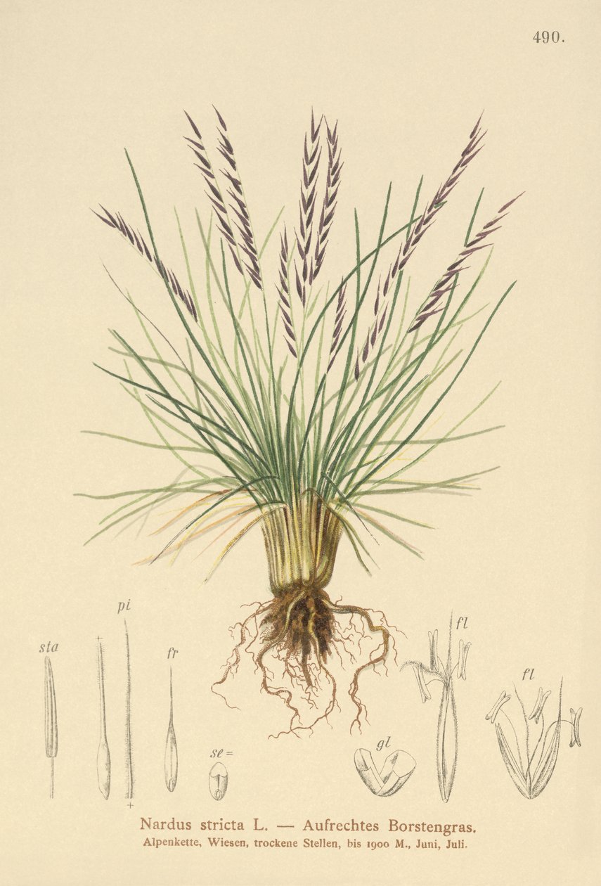 Mat Grass by German School