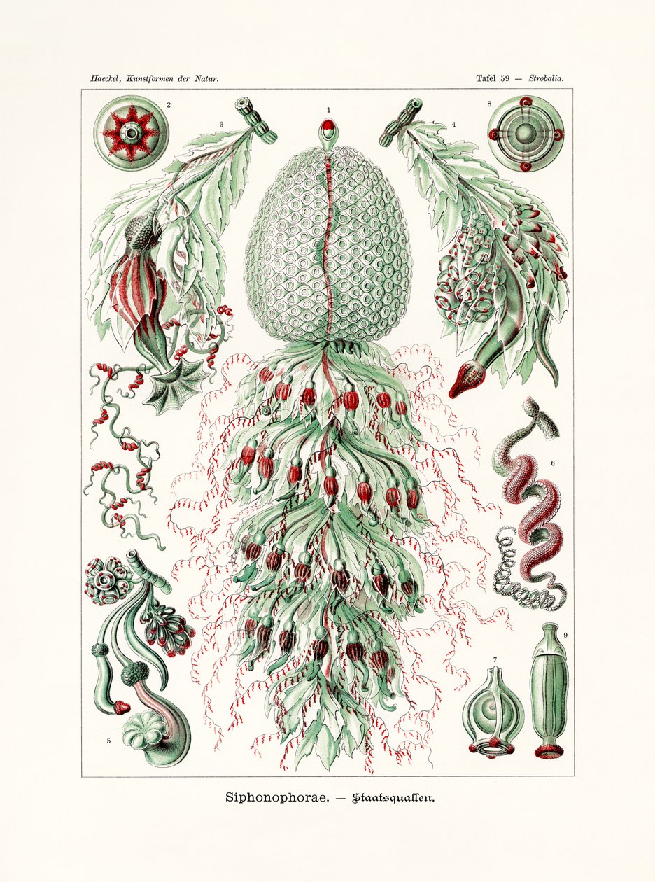 Siphonophorae by German School