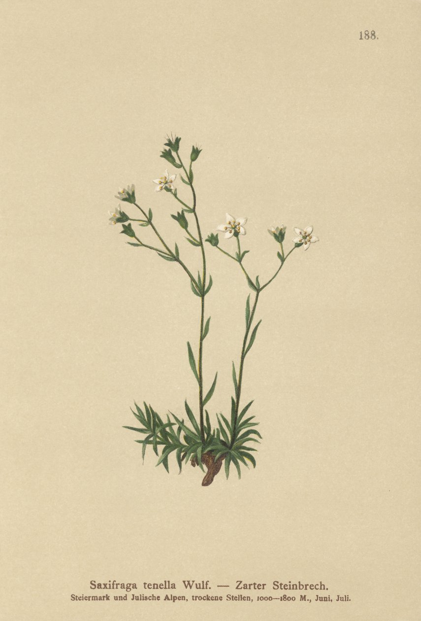 Slender Saxifrage by German School
