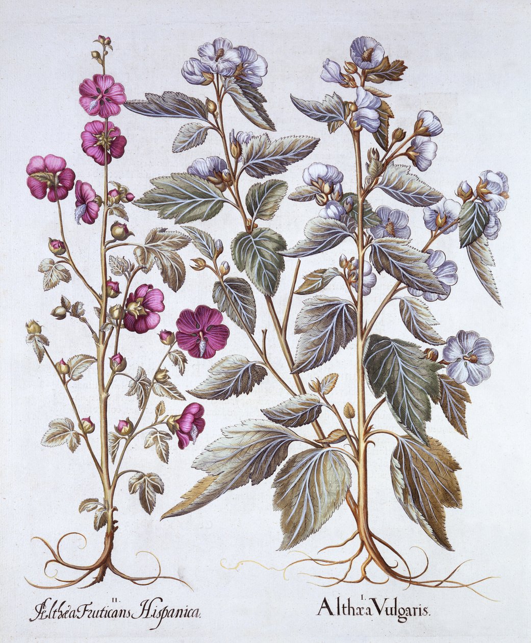 Two Mallow Varieties, from Hortus Eystettensis by German School