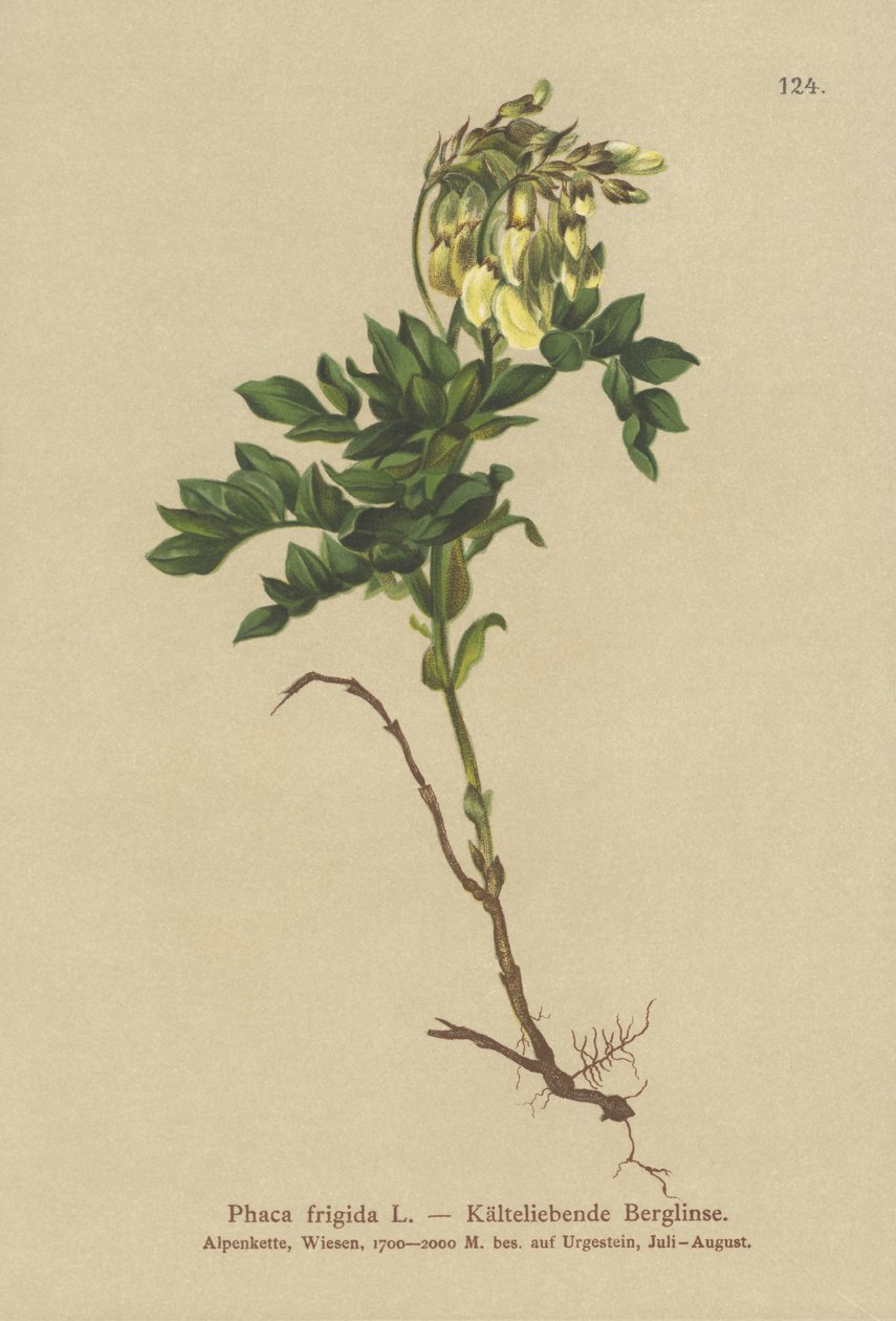Yellow Alpine Milkvetch by German School