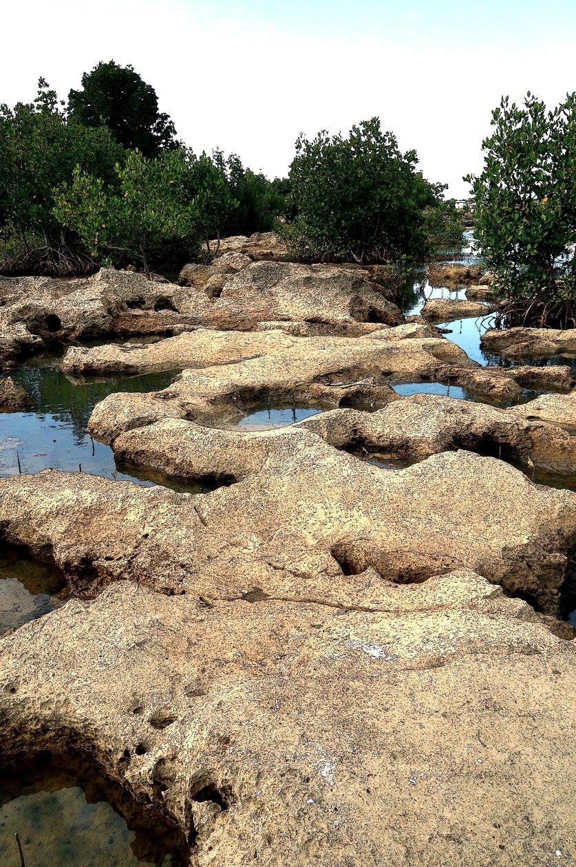 At the Mangroves by Detlef B. Fischer