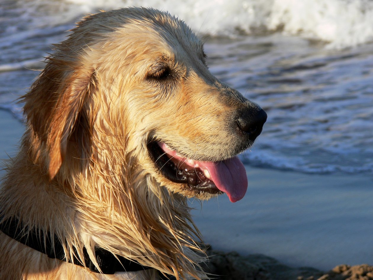 Golden Retriever by Monika Wittrich