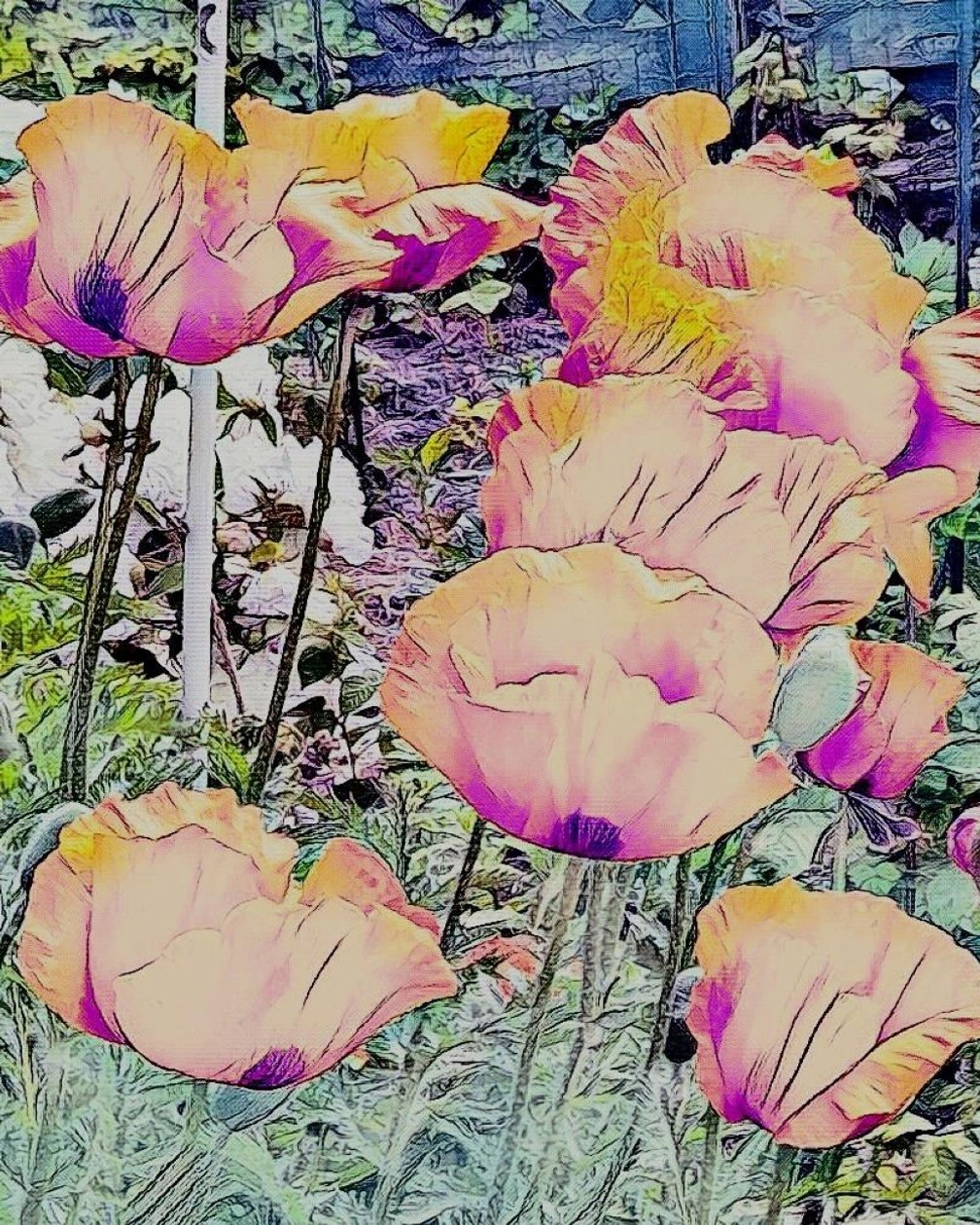 Poppies by Margareta Uliarte